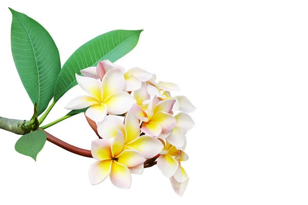 Tropiska Plumeria Blommor Med Gröna Blad Isolerade Vit Bakgrund Med — Stockfoto