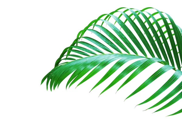 Tropical Palm Leaf Απομονώνονται Λευκό Φόντο Περικοπή Διαδρομής — Φωτογραφία Αρχείου