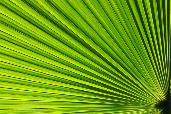Tropisch Palmblad Als Natuurlijke Achtergrond — Stockfoto