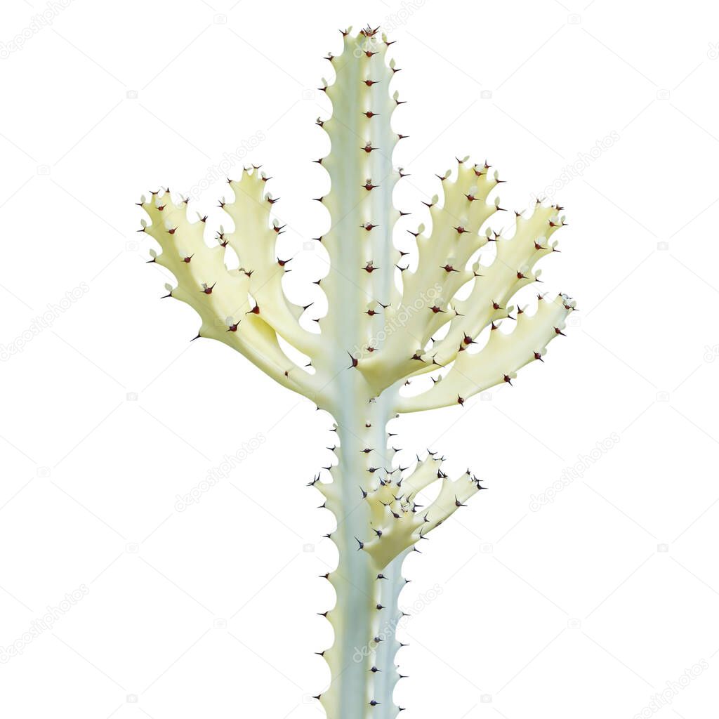 White Ghost, Euphorbia lactea Plant Isolated on White Background with Clipping Path