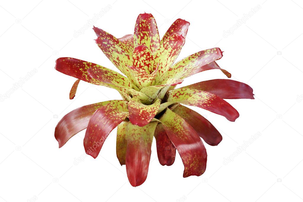 Exotic Bromeliad Plant Isolated on White Background with Clipping Path