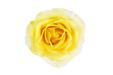 Sarı gül çiçeği kırpma yolu ile beyaz arkaplanda izole edildi