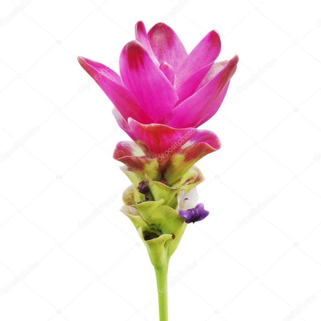 Dark Pink Curcuma hybrid, Siam Tulip Flower Isolated on White Background with Clipping Path