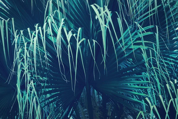 Palma Exótica Deixa Cor Azul Escuro Tom Verde Como Fundo — Fotografia de Stock