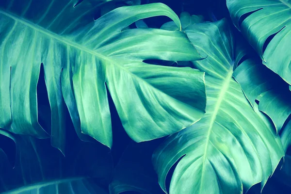 Folhagem Folhas Verdes Tropicais Como Fundo Textura Natural — Fotografia de Stock