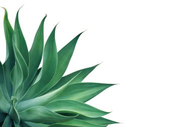 Agave attenuata, Fox Tail Agave Bitkisi Beyaz Arkaplanda Kırpma Yolu ile yalıtılmış