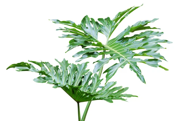 Groene Bladeren Van Philodendron Plant Geïsoleerd Witte Achtergrond Met Knippad — Stockfoto