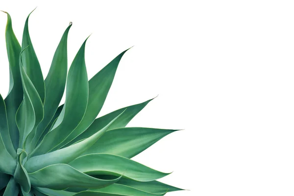 Agave Aduata Fox Tail Agave Plant Isolated White Background Clipping — 스톡 사진