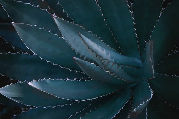 Agave Pflanze Dunkelblauer Farbe Als Natürlicher Musterhintergrund — Stockfoto