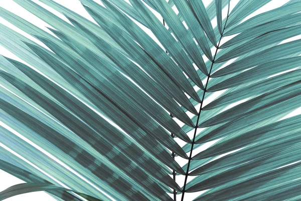 Natural Pattern Foliage Leaves Tropical Palm Tree Blue Tone Color — Stock Photo, Image