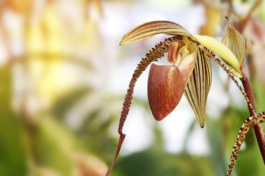 Egzotik Paphiopedilum Fiyatı York Orkide Çiçeği Edward Doğal Arkaplan