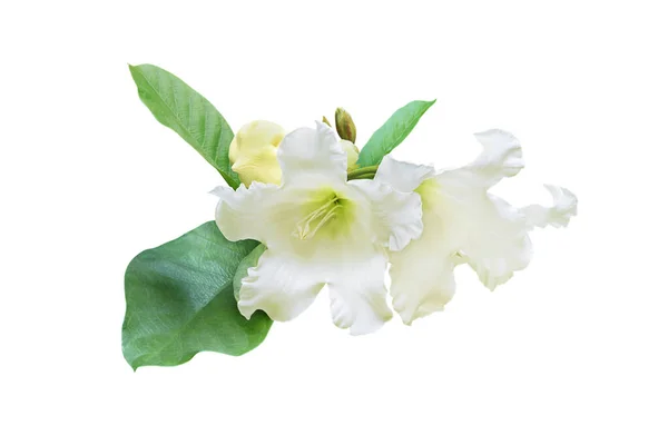 Bílé Květy Herald Trumpeta Velikonoce Lily Vine Izolované Bílém Pozadí — Stock fotografie