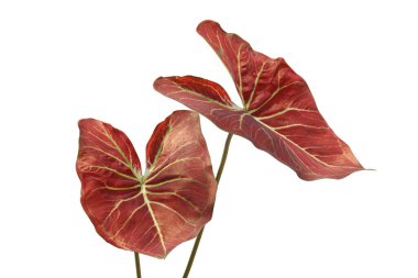 Caladium Bitkisinin Kırmızı Yaprakları Kırpma Yolu ile Beyaz Arkaplanda İzole Edildi