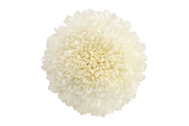 Beyaz Kasımpatı Çiçeği Kırpma Yolu ile Beyaz Arkaplanda İzole Edildi