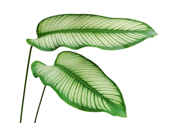 Växt Calathea Majestica Calathea Växt Isolerad Vit Bakgrund Med Klippbana — Stockfoto