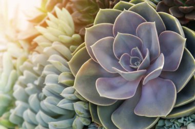 Lush Echeveria, Bahçedeki Sulu Bitkiler
