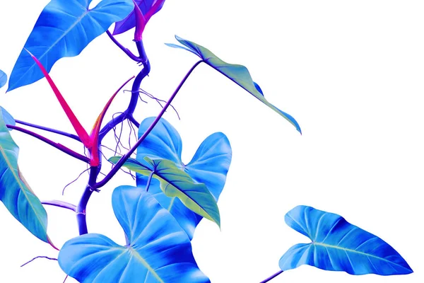 Planta Tropical Philodendron Color Azul Aislado Sobre Fondo Blanco Con —  Fotos de Stock