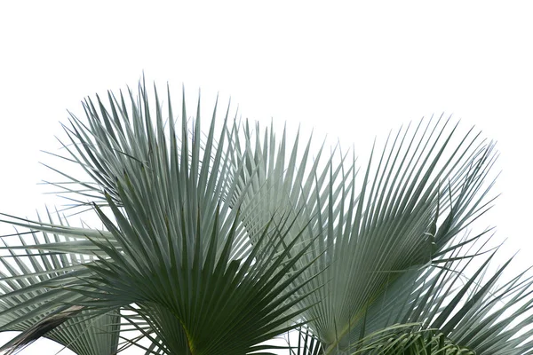 Hojas Palma Exóticas Aisladas Sobre Fondo Blanco Con Ruta Recorte — Foto de Stock