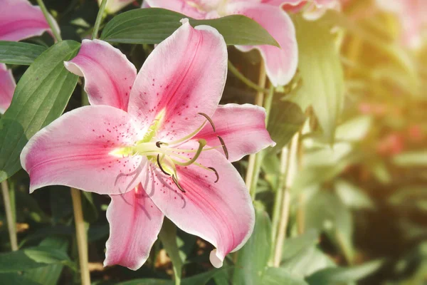 Nahaufnahme Der Blühenden Rosa Lilie Garten — Stockfoto