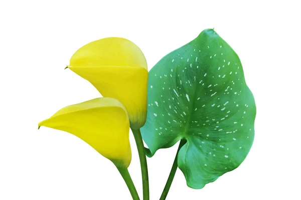 Žluté Calla Lily Květiny Zeleným Listem Izolované Bílém Pozadí Oříznutou — Stock fotografie