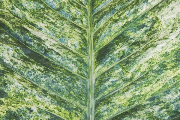 Nahaufnahme Von Frischen Grünen Blättern Der Anthurium Pflanze Natürliches Muster — Stockfoto