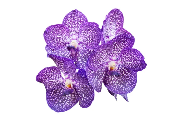 Purple Vanda Orchid Flowers Isolated White Background Clipping Path — Stock Photo, Image