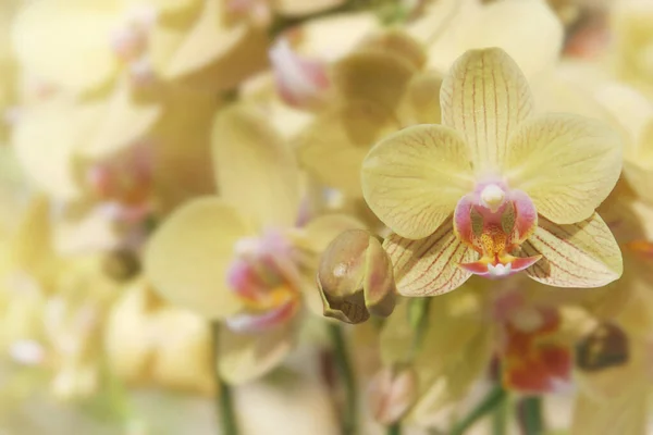 Flores Amarelas Florescentes Orquídea Phalaenopsis Jardim — Fotografia de Stock
