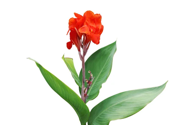 Красный Цветок Зелеными Листьями Растения Канна Лили Изолированы Белом Фоне — стоковое фото