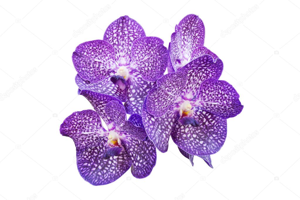 Purple Vanda Orchid Flowers Isolated on White Background with Clipping Path