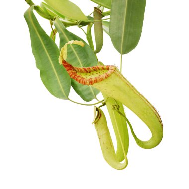 Beyaz Arkaplanda kırpma yolu ile izole edilmiş 'Miranda' Atıcı Bitkisi