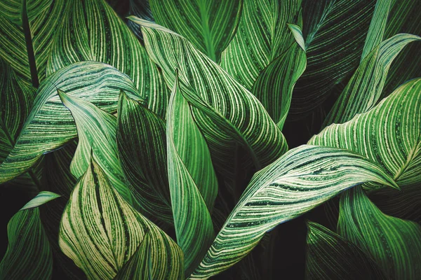 어두운 Canna Lily Plant 줄무늬 Abstract Pattern Background — 스톡 사진