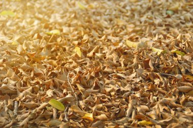 Yerdeki Kuru Düşen Yaprakların Perspektif Görünümü