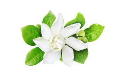 Gardenya yaseminoides, Yeşil Yapraklı Yasemin Çiçeği ve Kırpma Yolu ile Beyaz Arkaplanda İzole Su Damlaları
