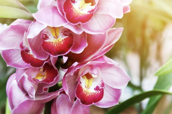 Flores Cor Rosa Florescendo Cymbidium Orchid — Fotografia de Stock