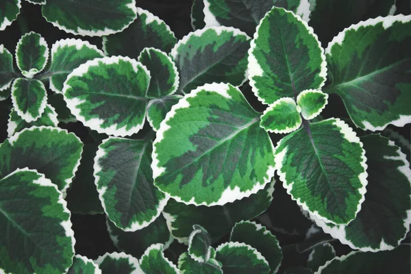 Groundcover Tropical Leaves Texture Background Dark Tone Color — Fotografie, imagine de stoc