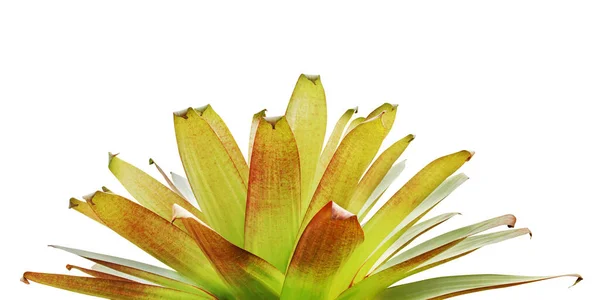 Bromeliad Φυτό Απομονώνονται Λευκό Φόντο Περικοπή Διαδρομής — Φωτογραφία Αρχείου