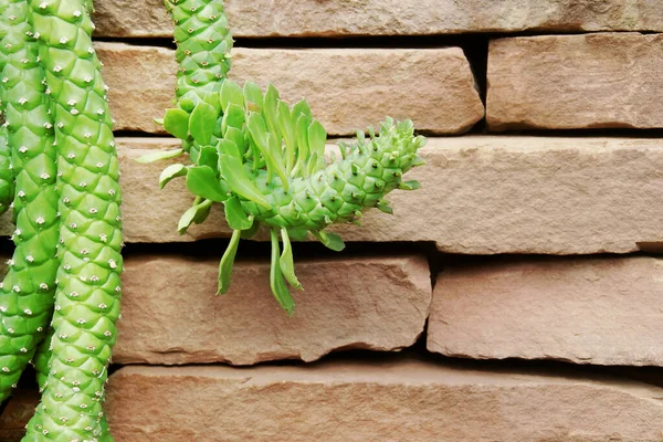 Sulu bitki, Euphorbia guentheri, Kırmızı Tuğla Duvarlı Sosis Spurge