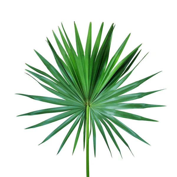 Exotic Palm Leaf Isolated White Background Clipping Path — Stock Photo, Image