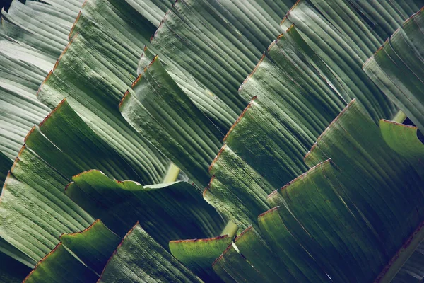 Palma Tropical Deixa Fundo Padrão Natural — Fotografia de Stock