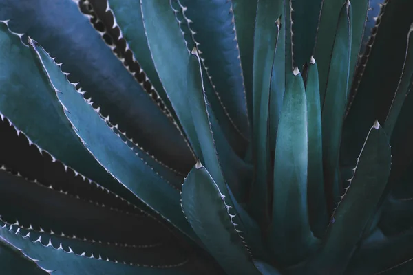 Planta Agave Culoarea Tonului Verde Închis Model Natural Abstract Fundal — Fotografie, imagine de stoc