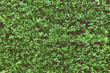 Doğal Doku Arkaplan Olarak Ficus Garden Wall