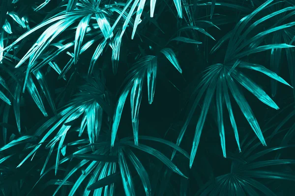 Hojas Palmera Señora Exuberante Color Verde Azul Oscuro —  Fotos de Stock