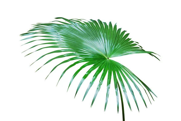 Foglia Verde Fresca Palma Tropicale Esotica Isolata Sfondo Bianco Con — Foto Stock