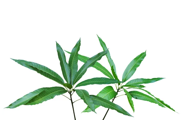 Takken Met Groene Bladeren Van Mangoboom Geïsoleerd Witte Achtergrond Met — Stockfoto