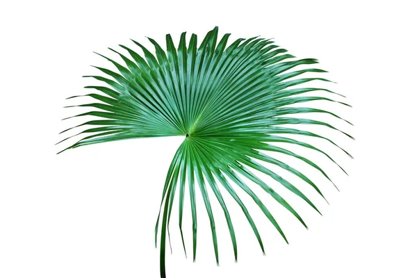 外源热带棕榈的新鲜绿叶 在白色背景下分离 有收获路径 — 图库照片