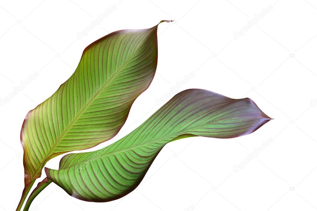 Tropical Green Leaves of Edible Plant, Canna edulis Isolated on White Background with Clipping Path