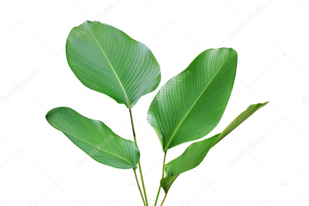 Tropical Green Leaves of Calathea lutea (Aubl.) G. Mey., Cigar Calathea Plant Isolated on White Background with Clipping Path