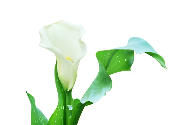 Vit Calla Lily Blomma Med Gröna Blad Isolerade Vit Bakgrund — Stockfoto