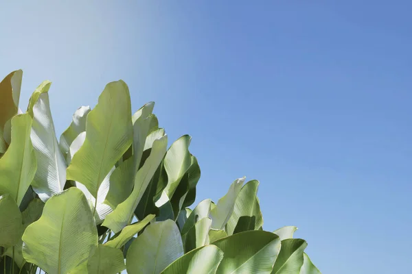 Tropische Blätter Von Calathea Lutea Aubl Mey Zigarren Calathea Pflanze — Stockfoto