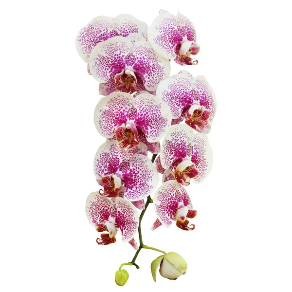 Flores Brancas Manchadas Orquídea Phalaenopsis Rosa Isoladas Fundo Branco Com — Fotografia de Stock